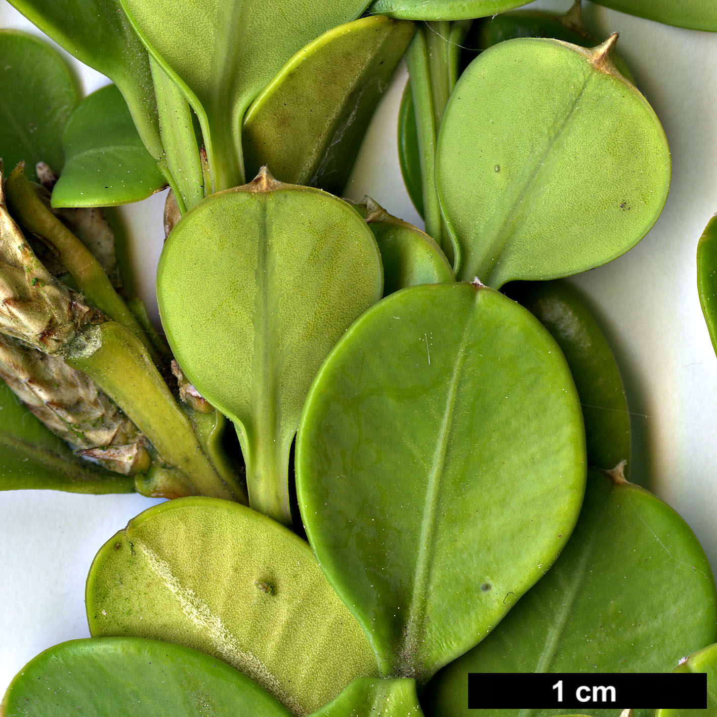High resolution image: Family: Buxaceae - Genus: Buxus - Taxon: microphylla - SpeciesSub: var. japonica 'Trompenburg'